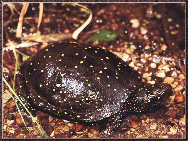 Spotted Turtle (Clemmys guttata) {!--돌거북-->; DISPLAY FULL IMAGE.