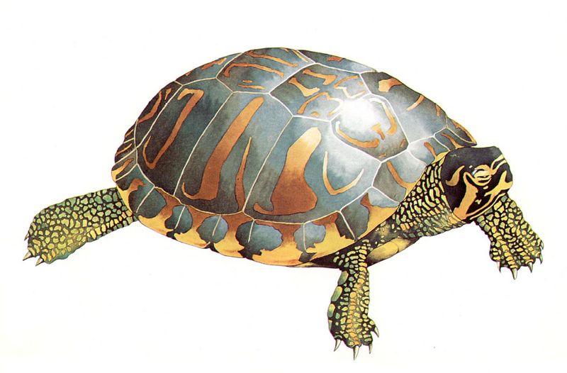 [Clipart] Yellow-bellied Pond Slider (Trachemys scripta scripta) {!--노란배청거북-->; DISPLAY FULL IMAGE.