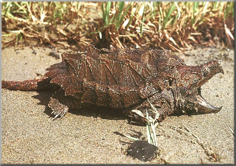 Alligator Snapping Turtle (Macrochelys temminckii) {!--악어거북-->; DISPLAY FULL IMAGE.