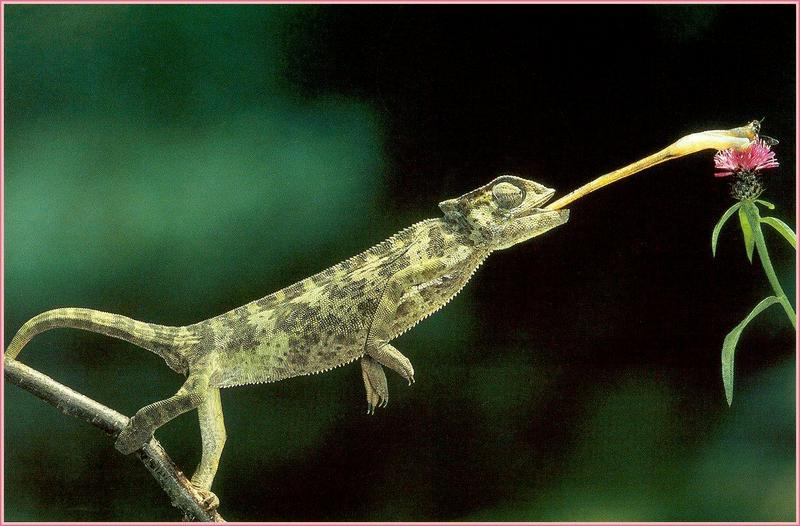 Chameleon {!--카멜레온-->; DISPLAY FULL IMAGE.