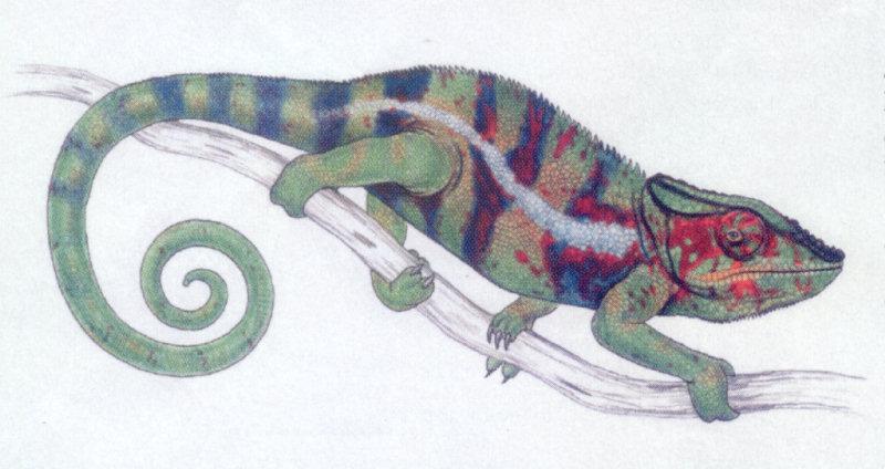 Chameleon {!--카멜레온-->; DISPLAY FULL IMAGE.