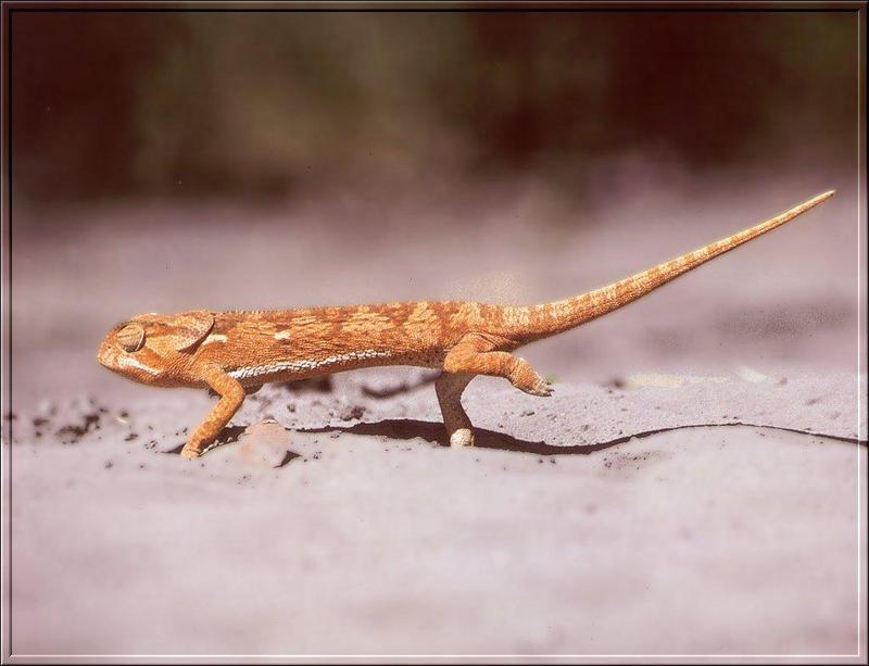 Chameleon {!--카멜레온-->; DISPLAY FULL IMAGE.