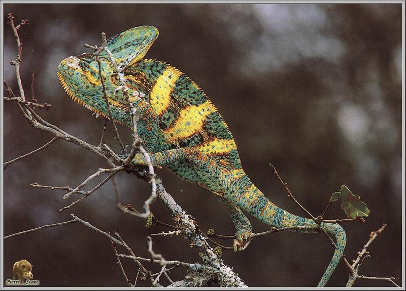 Chameleon {!--카멜레온-->; DISPLAY FULL IMAGE.