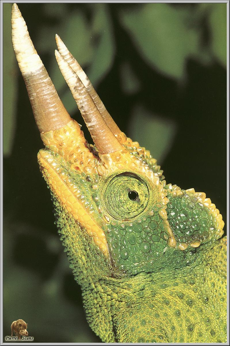 Jackson's Chameleon (Chamaeleo jacksonii) {!--잭슨카멜레온-->; DISPLAY FULL IMAGE.