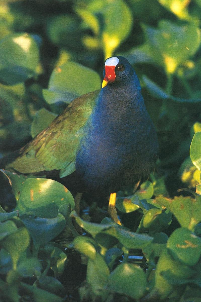 Purple Gallinule (Porphyrula martinica) {!--진홍쇠물닭-->; DISPLAY FULL IMAGE.