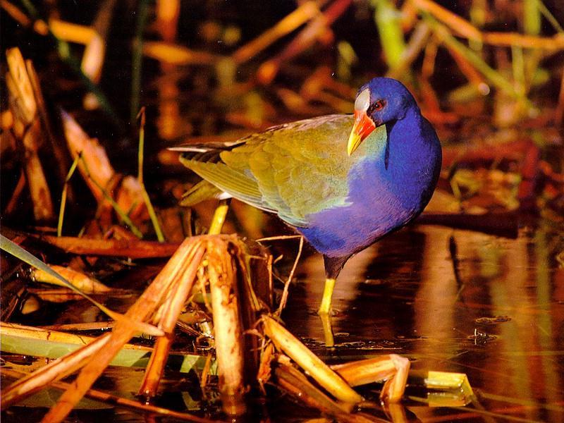 Purple Gallinule (Porphyrula martinica) {!--진홍쇠물닭-->; DISPLAY FULL IMAGE.