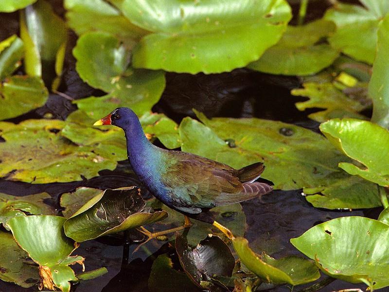 Purple Gallinule (Porphyrula martinica) {!--진홍쇠물닭-->; DISPLAY FULL IMAGE.