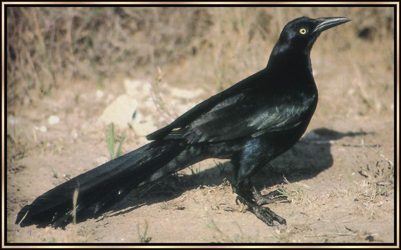 Great-tailed Grackle (Quiscalus mexicanus) {!--큰꼬리검은찌르레기사촌-->; DISPLAY FULL IMAGE.