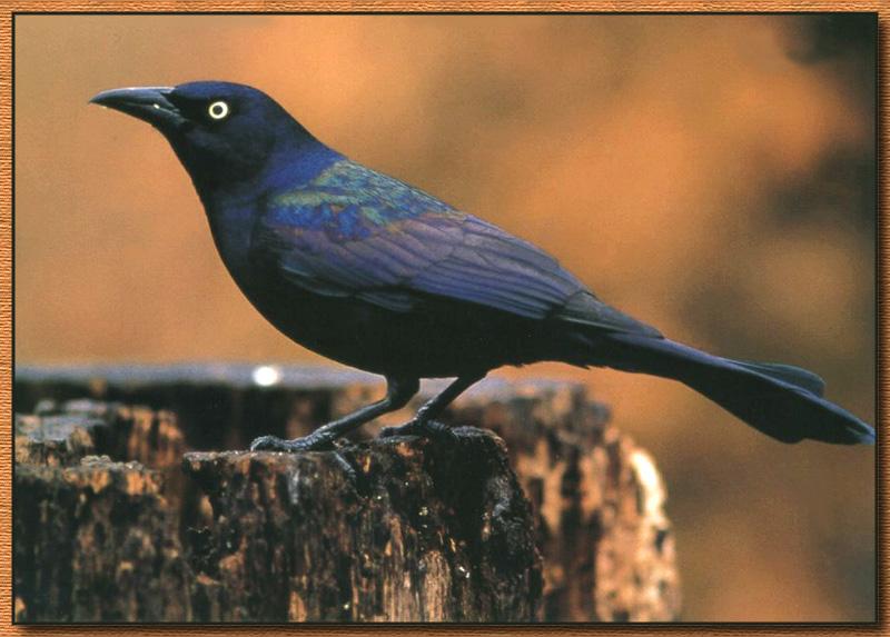 Common Grackle (Quiscalus quiscula) {!--찌르레기사촌-->; DISPLAY FULL IMAGE.