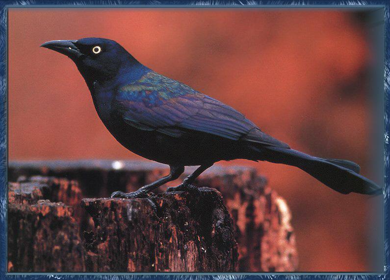 Common Grackle (Quiscalus quiscula) {!--찌르레기사촌-->; DISPLAY FULL IMAGE.