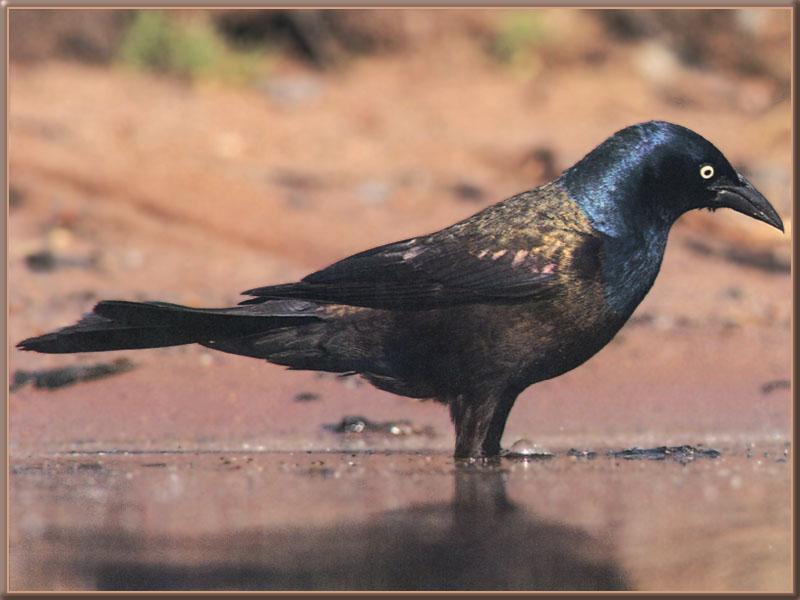 Common Grackle (Quiscalus quiscula) {!--찌르레기사촌-->; DISPLAY FULL IMAGE.