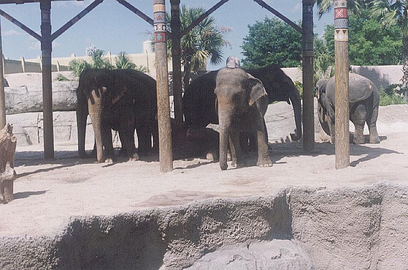 Asiatic Elephants (Elephas maximus) {!--아시아코끼리-->; DISPLAY FULL IMAGE.