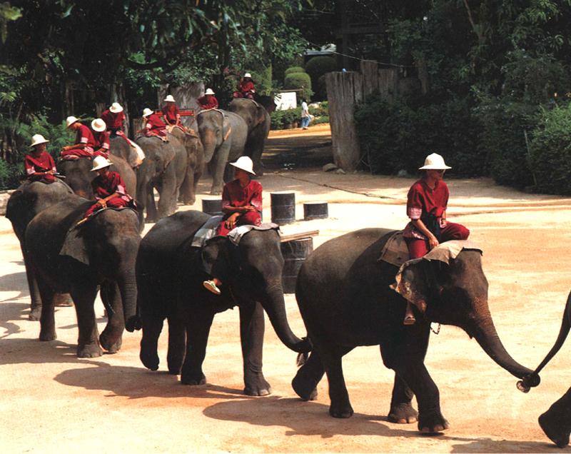 Asiatic Elephant (Elephas maximus) {!--아시아코끼리-->; DISPLAY FULL IMAGE.