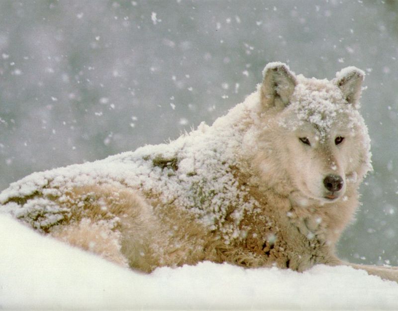 [Wolfsong Calendar 1993] 02 Gray Wolf {!--회색이리-->; DISPLAY FULL IMAGE.