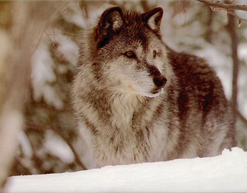 [Wolfsong Calendar 1993] 10 Gray Wolf {!--회색이리-->; DISPLAY FULL IMAGE.