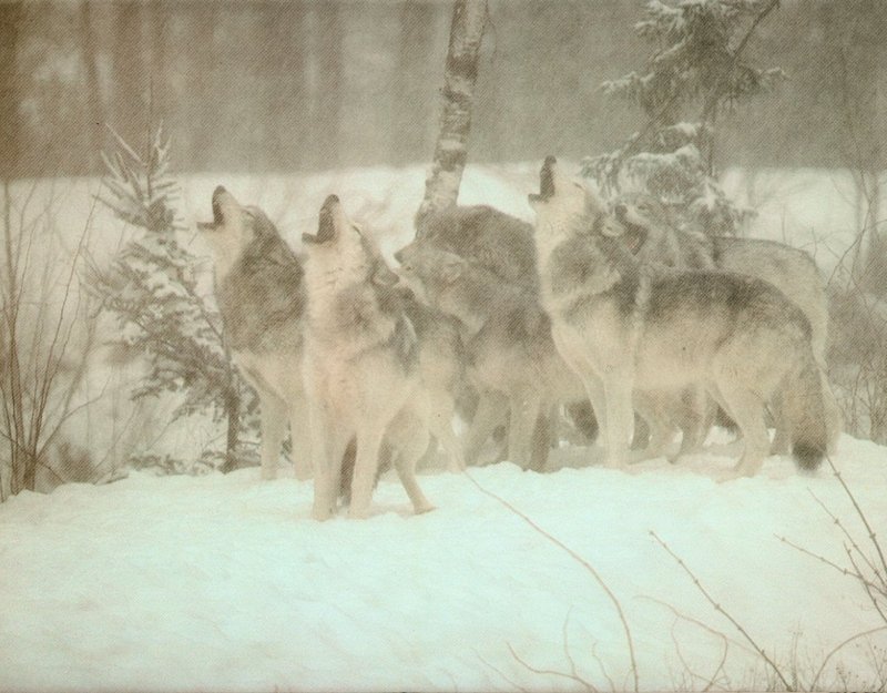 [Wolfsong Calendar 1993] 12 Gray Wolf pack {!--회색이리-->; DISPLAY FULL IMAGE.