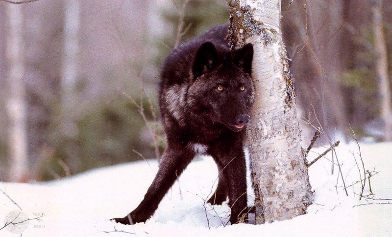 Black Wolf (Canis lupus) {!--흑랑(黑狼)-->; DISPLAY FULL IMAGE.