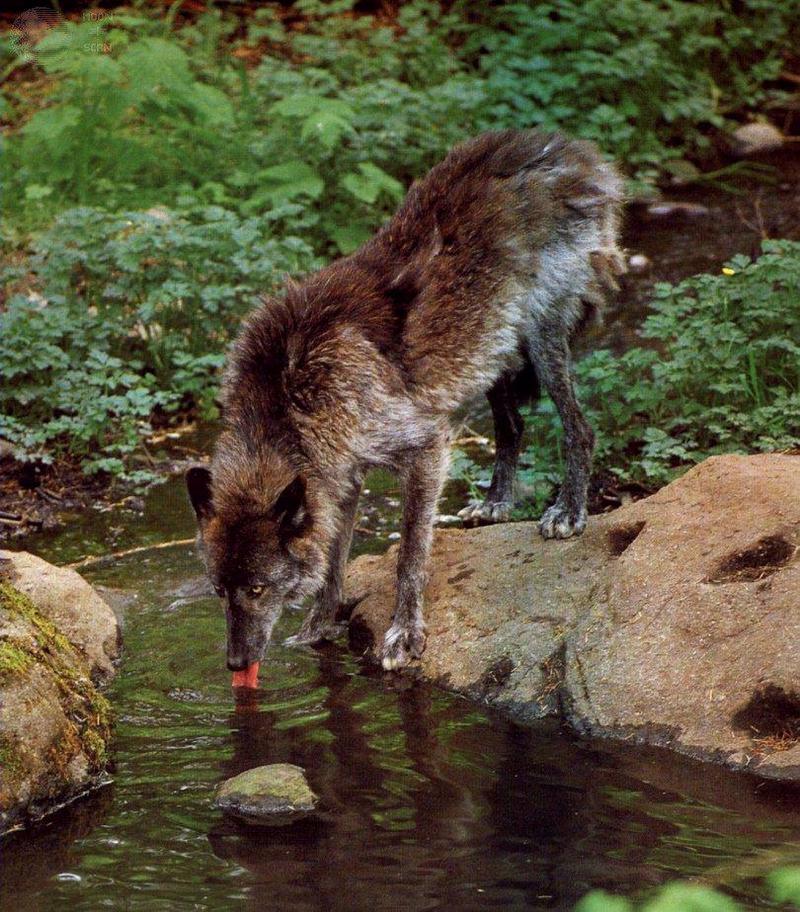 Black Wolf (Canis lupus) {!--흑랑(黑狼)-->; DISPLAY FULL IMAGE.