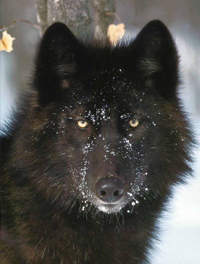 Black Wolf (Canis lupus) {!--흑랑(黑狼)-->; DISPLAY FULL IMAGE.