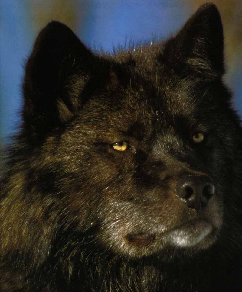 Black Wolf (Canis lupus) {!--흑랑(黑狼)-->; DISPLAY FULL IMAGE.