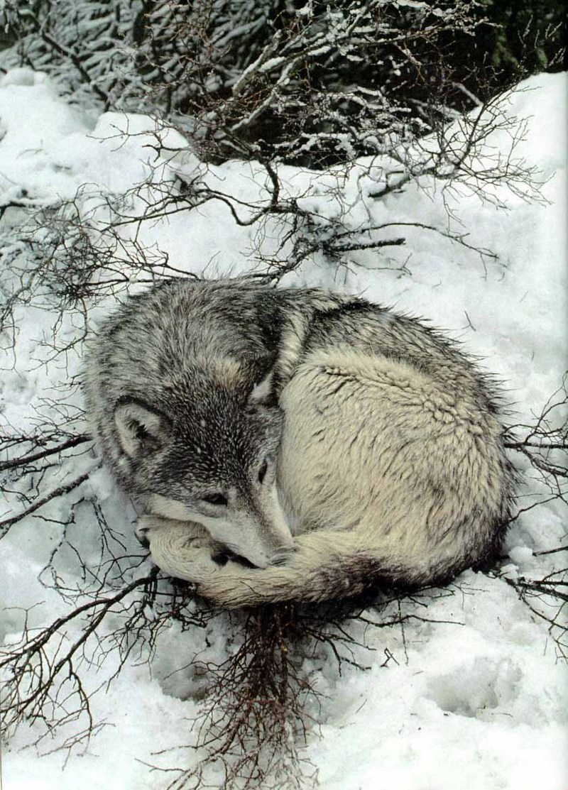 Gray Wolf (Canis lupus) {!--회색이리-->; DISPLAY FULL IMAGE.