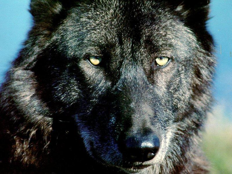 Black Wolf (Canis lupus) {!--흑랑(黑狼)-->; DISPLAY FULL IMAGE.
