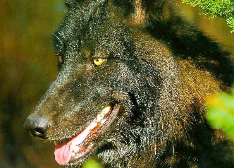 Black Wolf (Canis lupus) {!--흑랑(黑狼)-->; DISPLAY FULL IMAGE.
