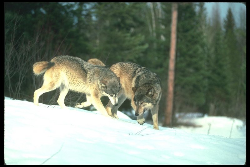 Gray Wolves (Canis lupus) {!--회색이리-->; DISPLAY FULL IMAGE.