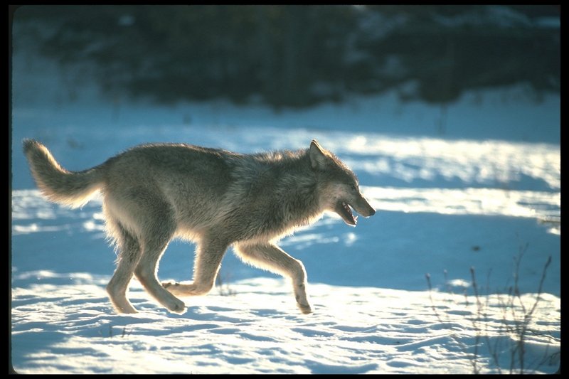 Gray Wolf (Canis lupus) {!--회색이리-->; DISPLAY FULL IMAGE.
