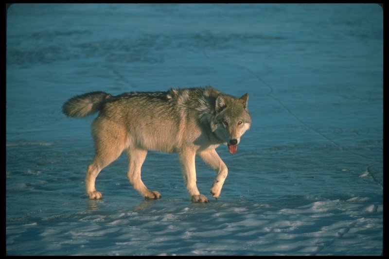 Gray Wolf (Canis lupus) {!--회색이리-->; DISPLAY FULL IMAGE.