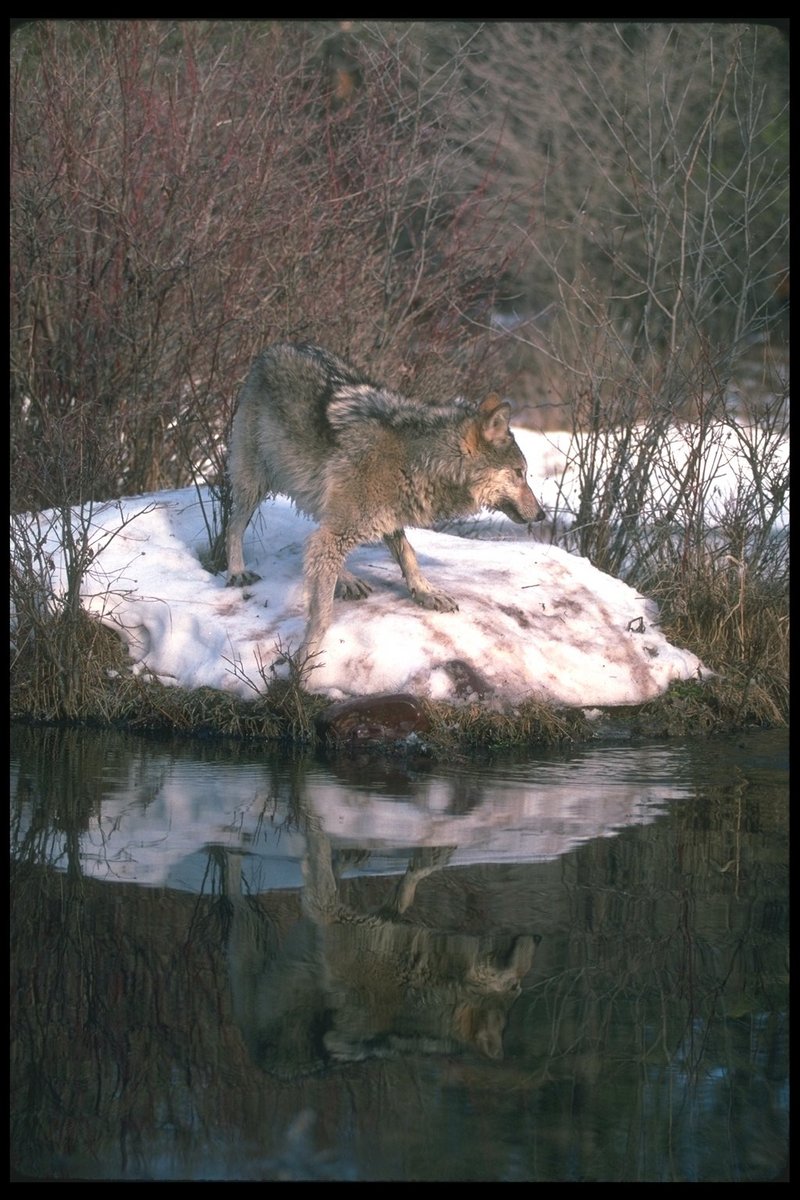 Gray Wolf (Canis lupus) {!--회색이리-->; DISPLAY FULL IMAGE.