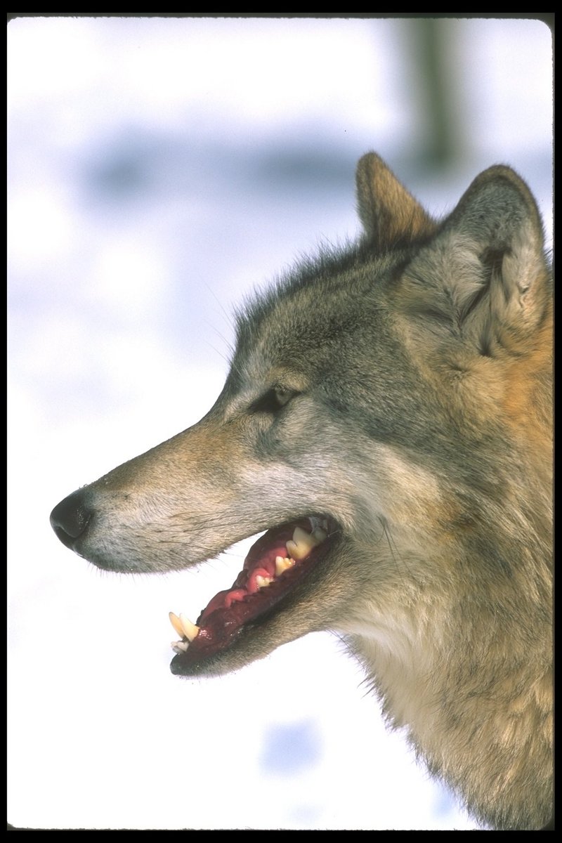 Gray Wolf (Canis lupus) {!--회색이리-->; DISPLAY FULL IMAGE.