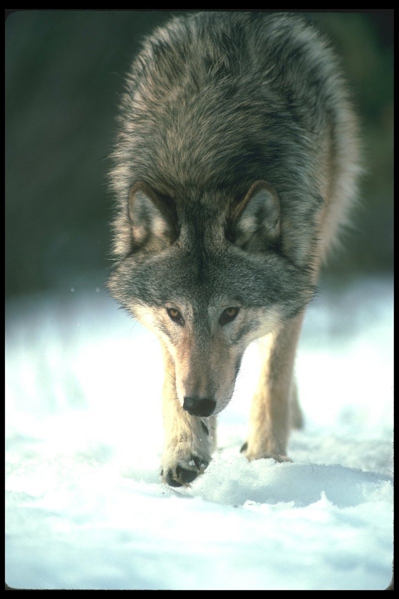 Gray Wolf (Canis lupus) {!--회색이리-->; DISPLAY FULL IMAGE.