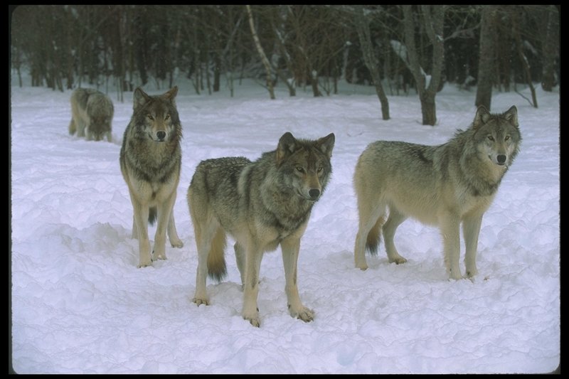 Gray Wolves (Canis lupus) {!--회색이리-->; DISPLAY FULL IMAGE.