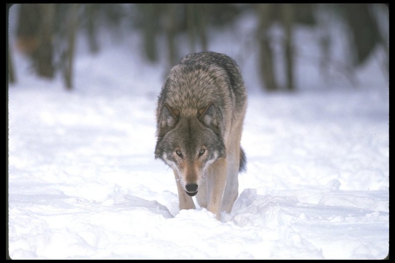 Gray Wolf (Canis lupus) {!--회색이리-->; DISPLAY FULL IMAGE.