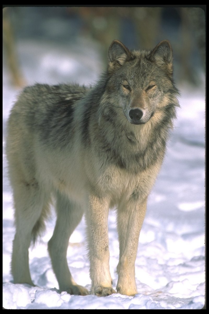 Gray Wolf (Canis lupus) {!--회색이리-->; DISPLAY FULL IMAGE.