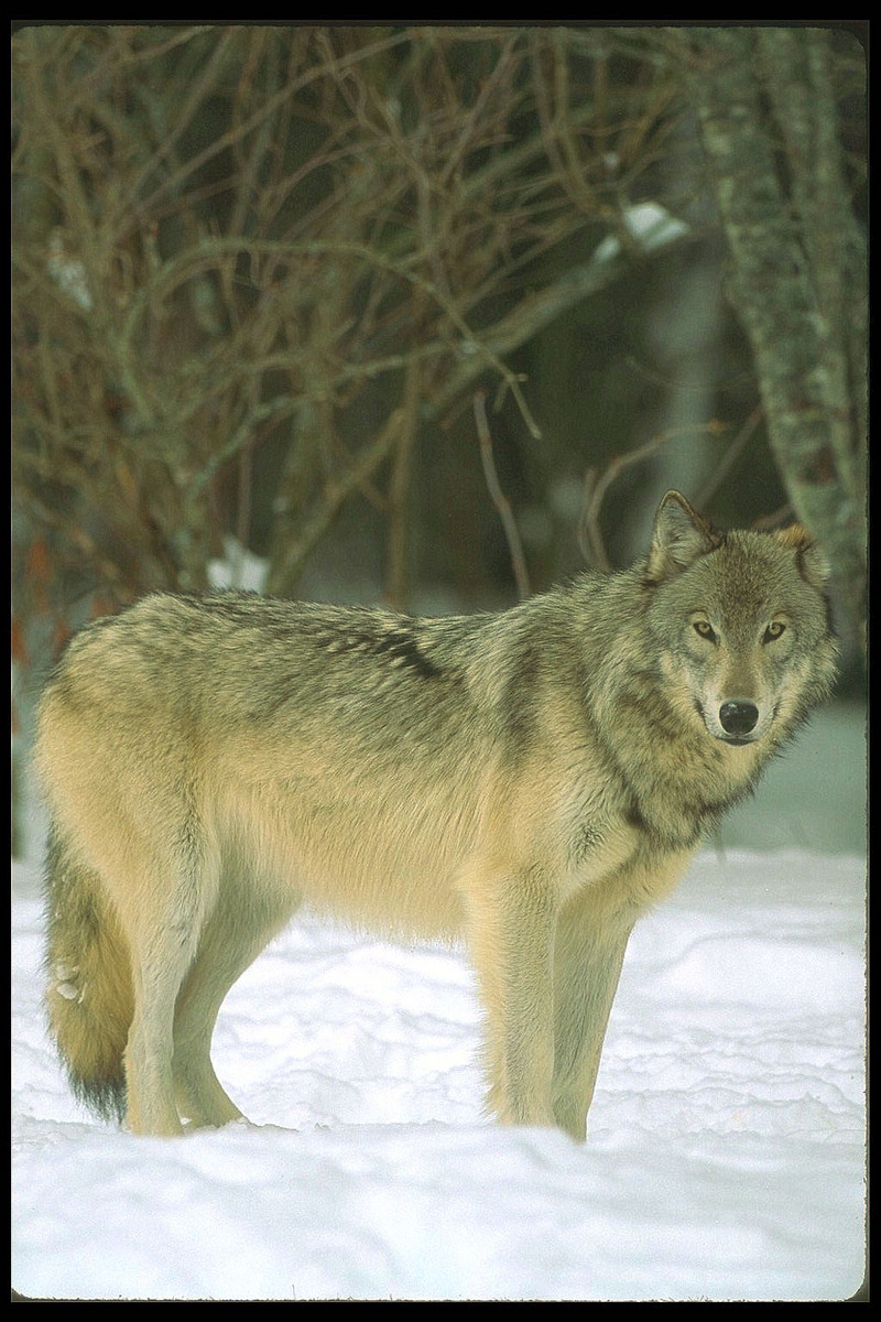 Gray Wolf (Canis lupus) {!--회색이리-->; DISPLAY FULL IMAGE.