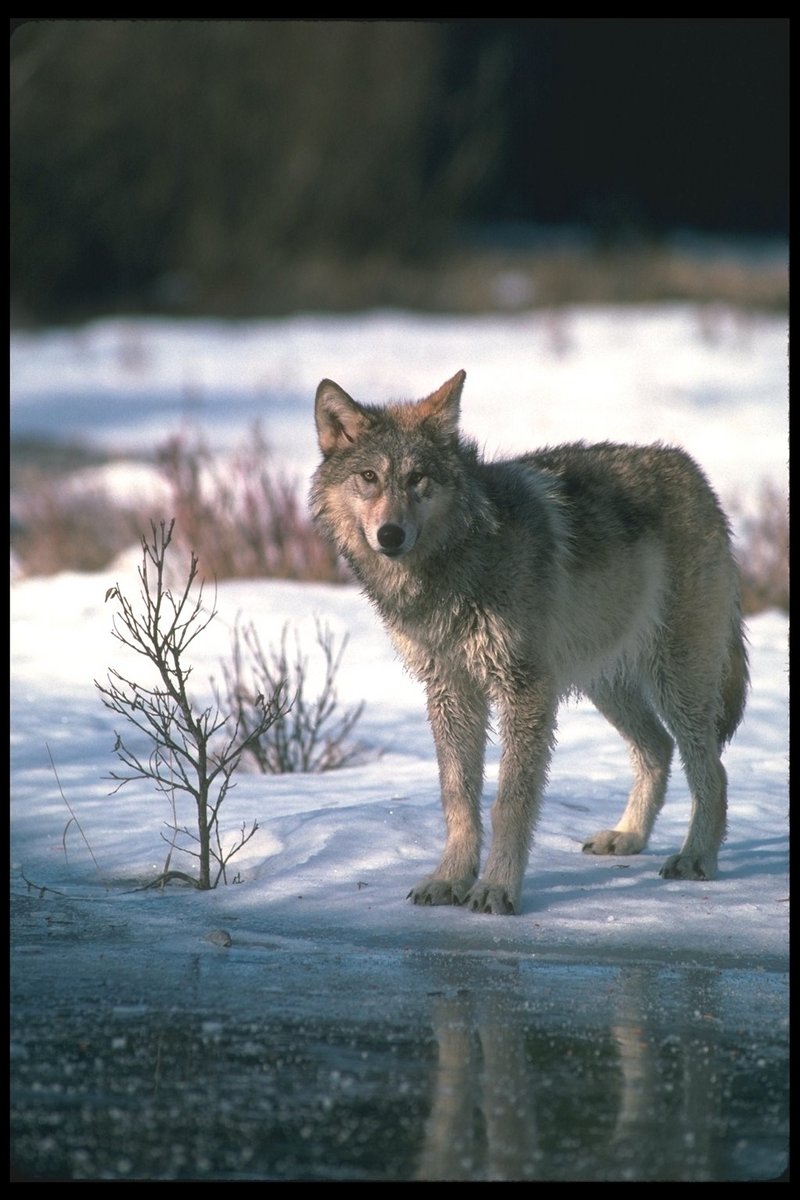 Gray Wolf (Canis lupus) {!--회색이리-->; DISPLAY FULL IMAGE.