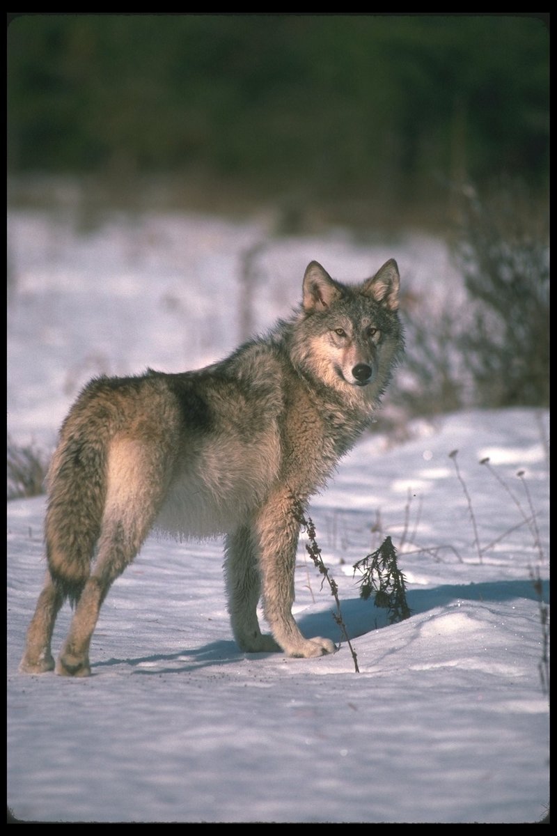 Gray Wolf (Canis lupus) {!--회색이리-->; DISPLAY FULL IMAGE.