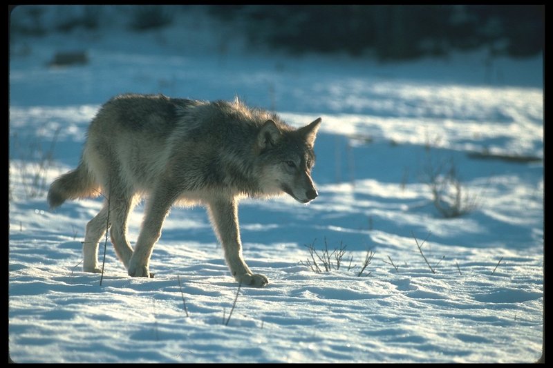 Gray Wolf (Canis lupus) {!--회색이리-->; DISPLAY FULL IMAGE.