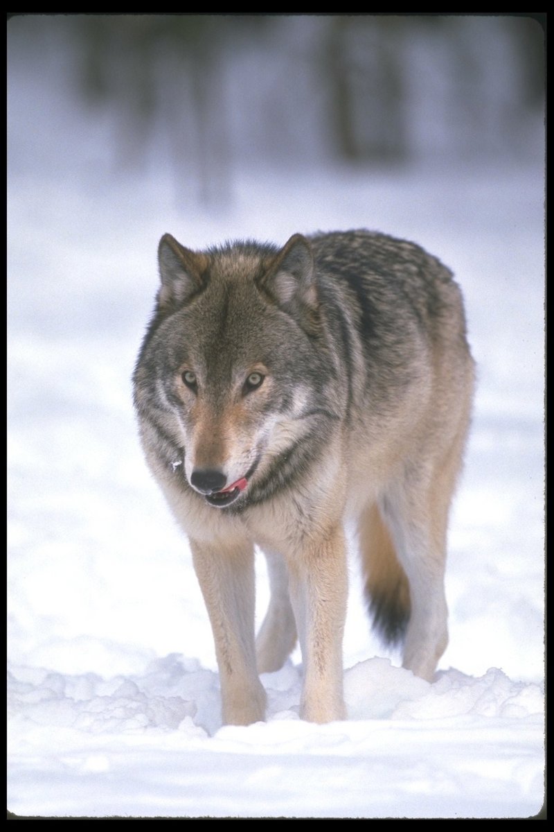Gray Wolves (Canis lupus) {!--회색이리-->; DISPLAY FULL IMAGE.