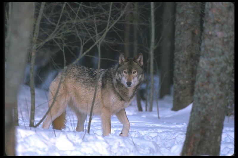 Gray Wolf (Canis lupus) {!--회색이리-->; DISPLAY FULL IMAGE.