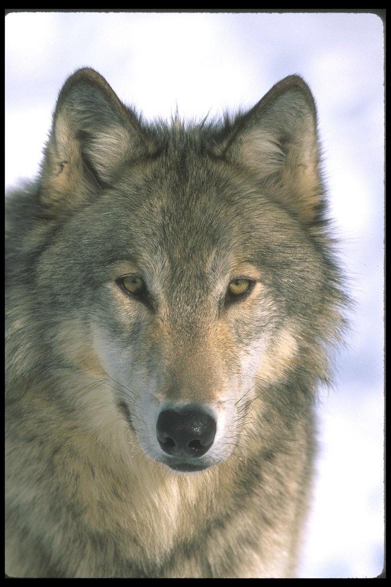 Gray Wolf (Canis lupus) {!--회색이리-->; DISPLAY FULL IMAGE.