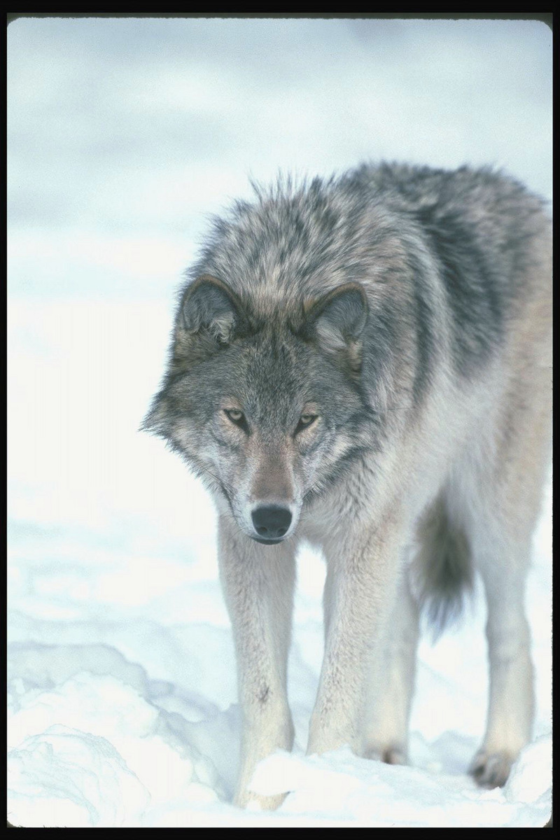 Gray Wolf (Canis lupus) {!--회색이리-->; DISPLAY FULL IMAGE.