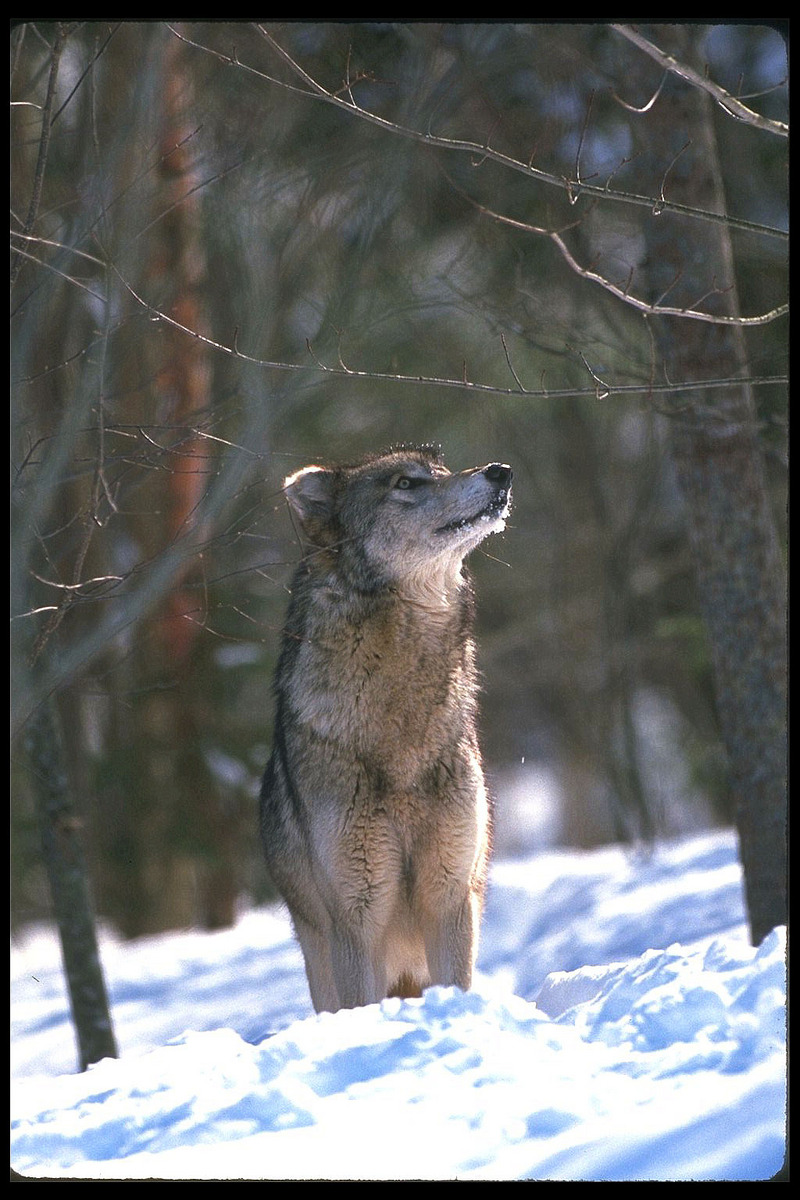 Gray Wolf (Canis lupus) {!--회색이리-->; DISPLAY FULL IMAGE.