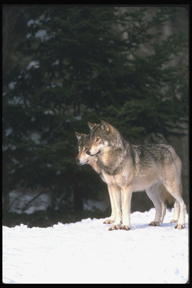 Gray Wolves (Canis lupus) {!--회색이리-->; DISPLAY FULL IMAGE.