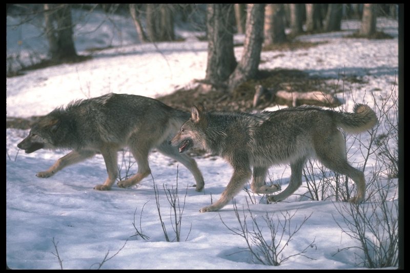 Gray Wolves (Canis lupus) {!--회색이리-->; DISPLAY FULL IMAGE.