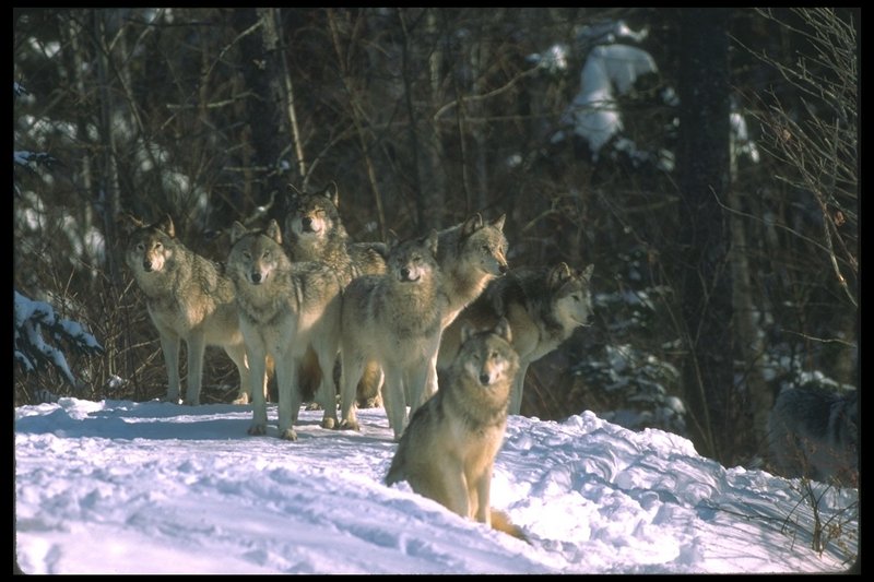 Gray Wolves (Canis lupus) {!--회색이리-->; DISPLAY FULL IMAGE.