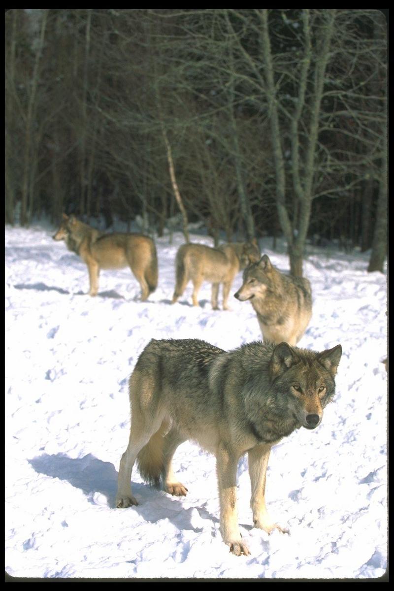 Gray Wolves (Canis lupus) {!--회색이리-->; DISPLAY FULL IMAGE.