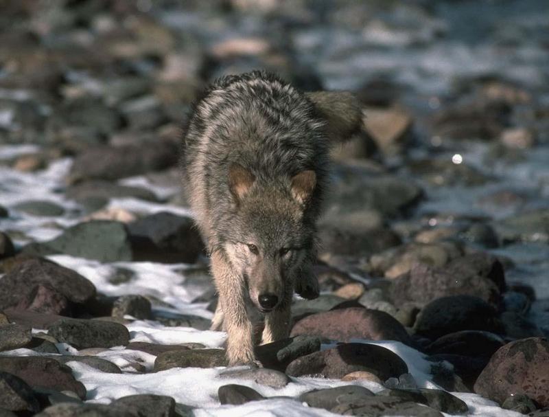 Gray Wolf (Canis lupus) {!--회색이리-->; DISPLAY FULL IMAGE.